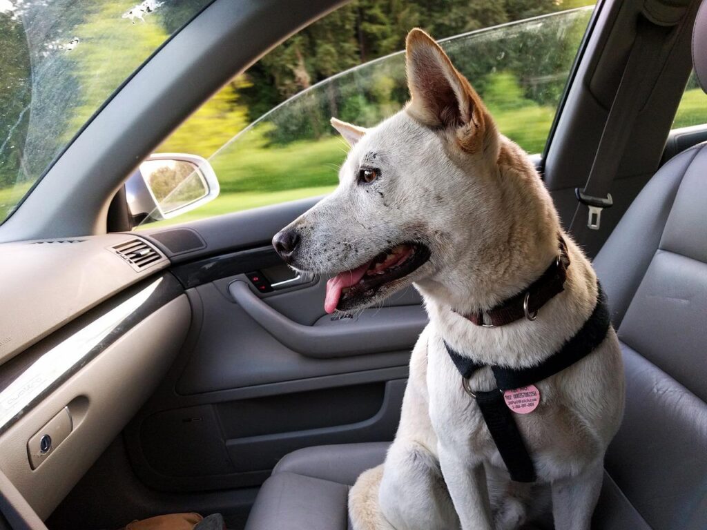 rescue dog in car