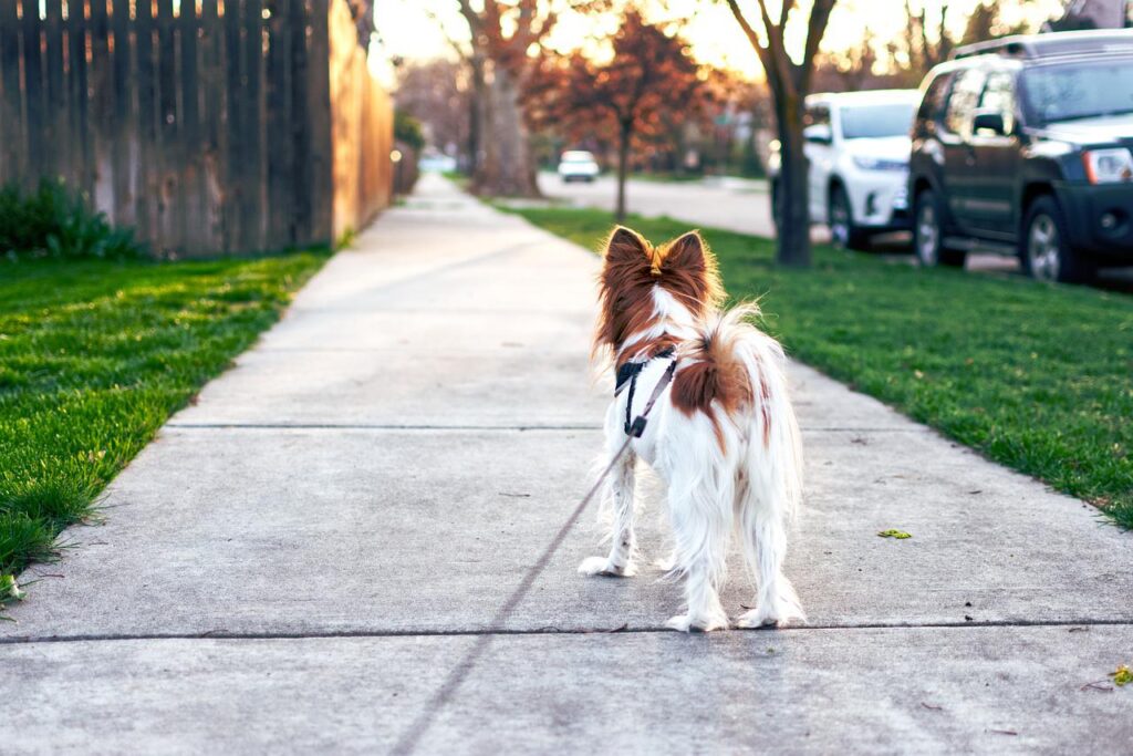 introduce other family pets to rescue dog