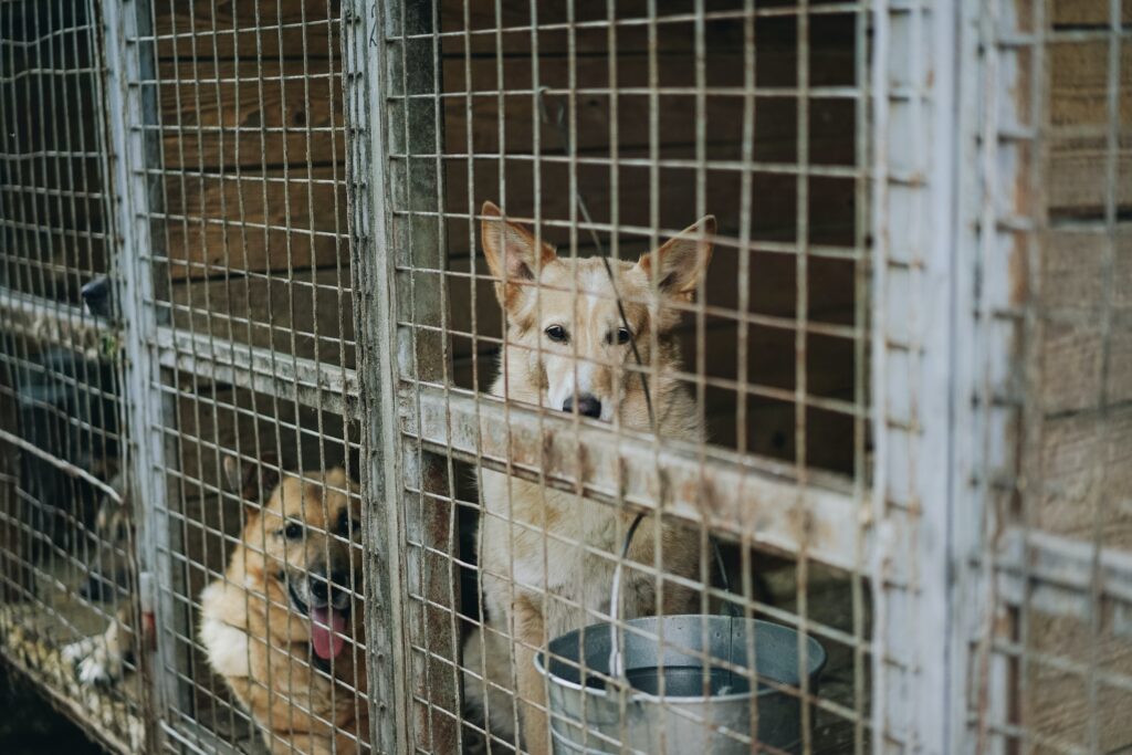 Shelter dog mates