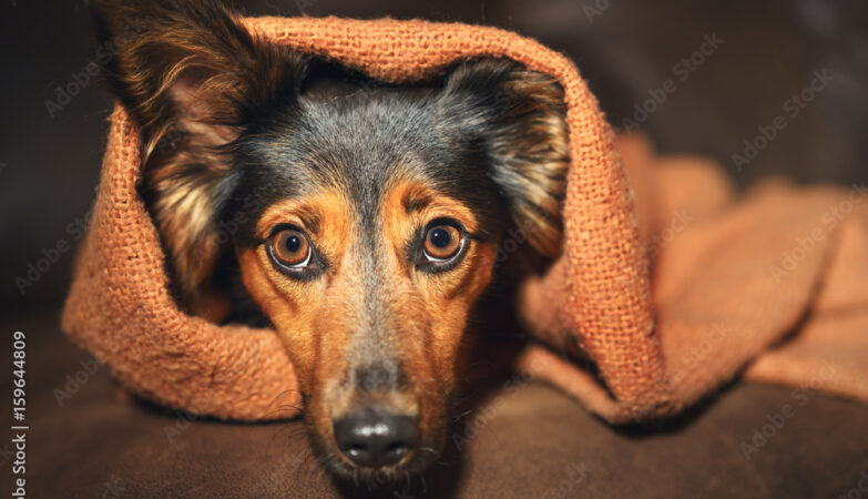 Anxious dog hiding under blanket