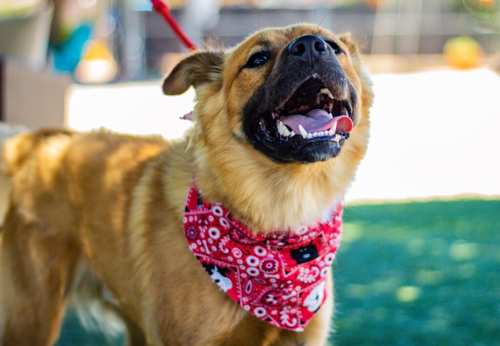 Adopted shepherd mixed puppy with red bandana.