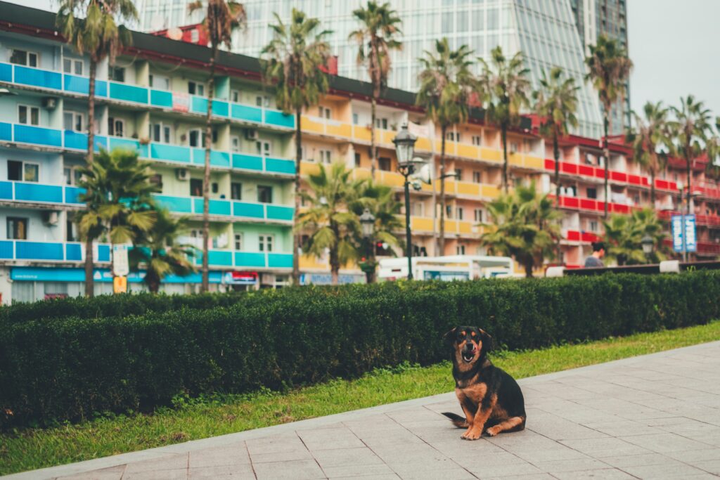 Dog in front of hotel