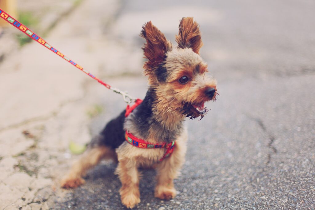 reactive yorkshire terrier puppy