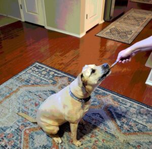 Dog eating bully stick from hand