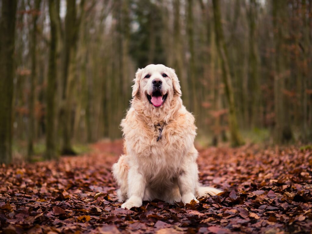 Long coated tan dog scoots in leaves.