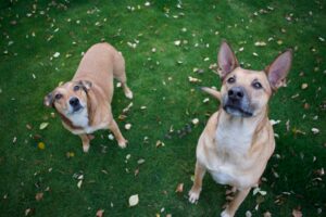 Two rescue dogs socializing in yard.