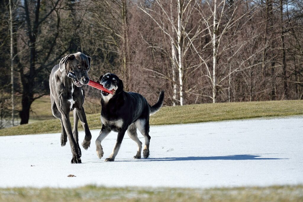 great dane, baton, two dogs-3181904.jpg